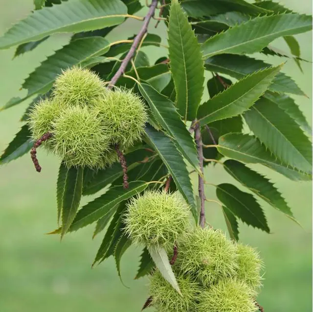 Castanea sativa — katalog fotoğrafı