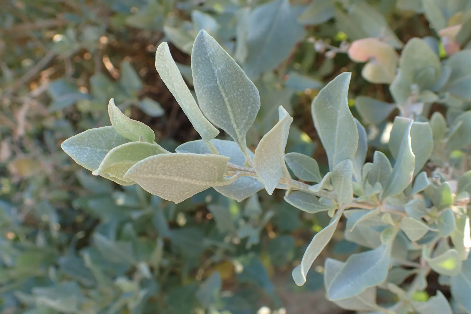 Atriplex halimus — katalog fotoğrafı
