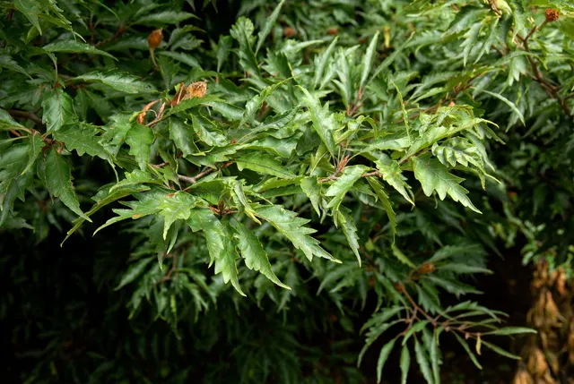Fagus sylvatica ‘Aspleniifolia’ — katalog fotoğrafı