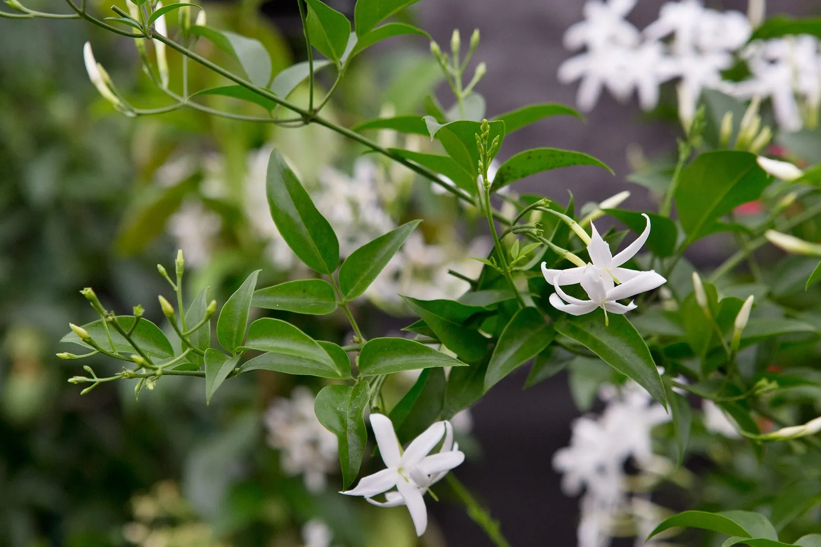 Jasminum azoricum — katalog fotoğrafı