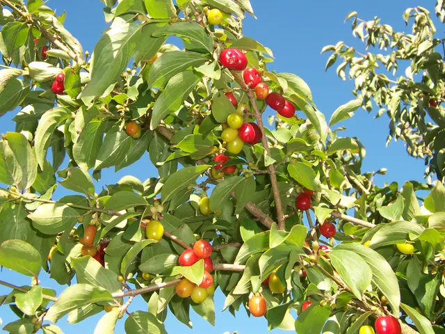 Cornus mas — katalog fotoğrafı