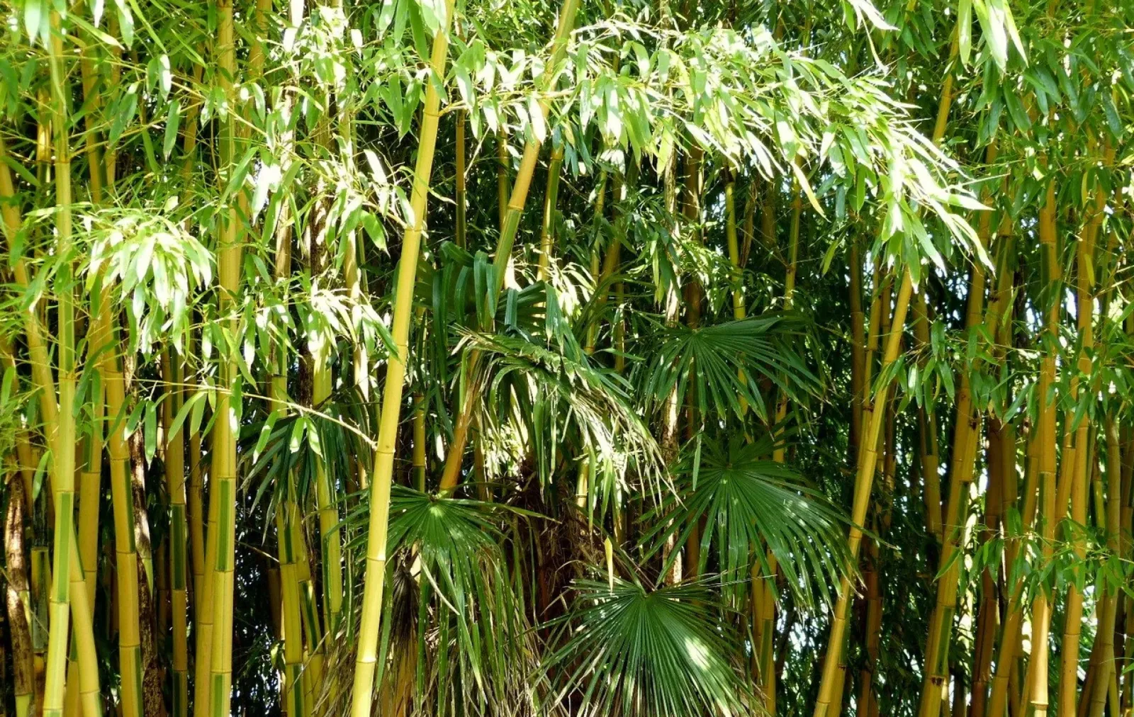 Phyllostachys vivax ‘Huangwenzhu’ — katalog fotoğrafı