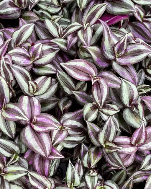 Tradescantia zebrina — katalog fotoğrafı