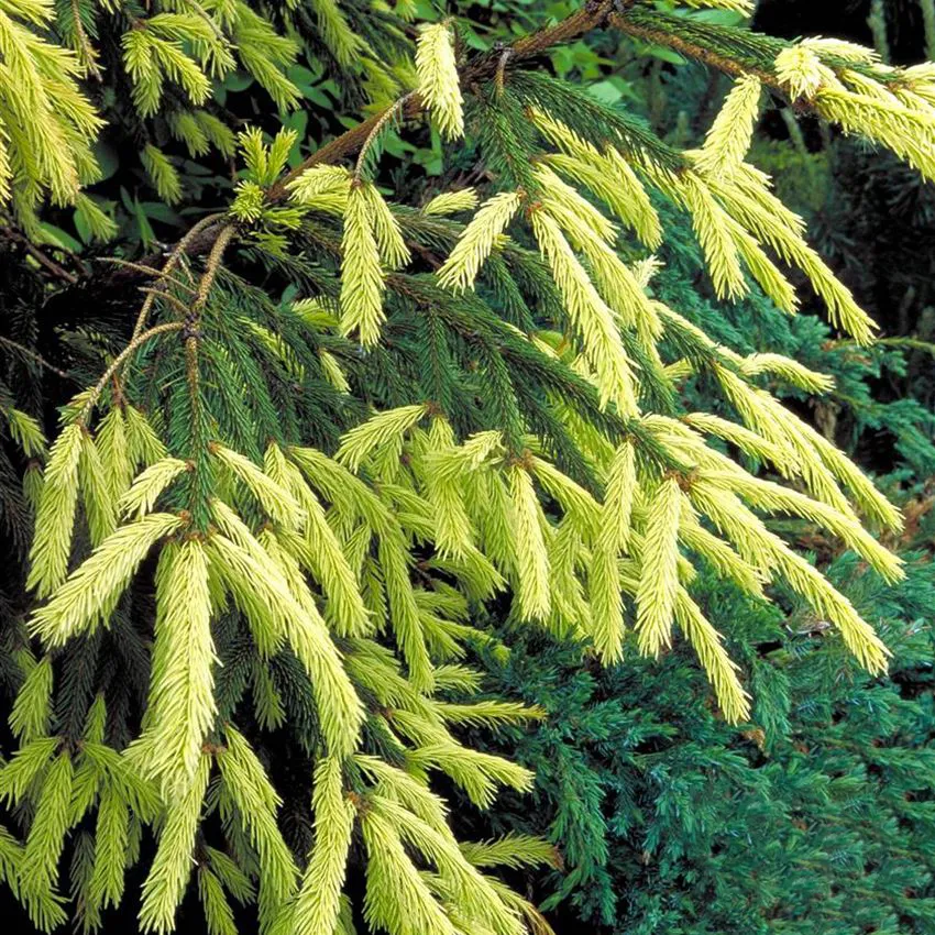 Picea orientalis ‘Aurea’ — katalog fotoğrafı