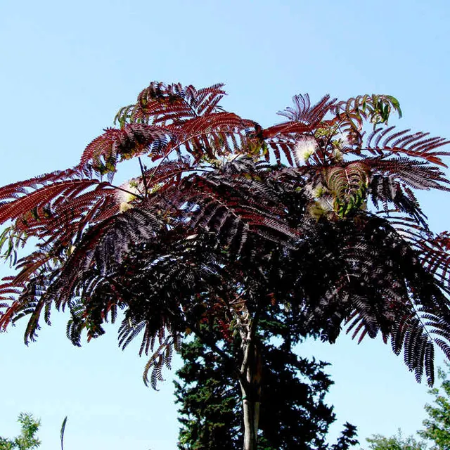 Albizia julibrissin ‘Summer Chocolate’ — katalog fotoğrafı