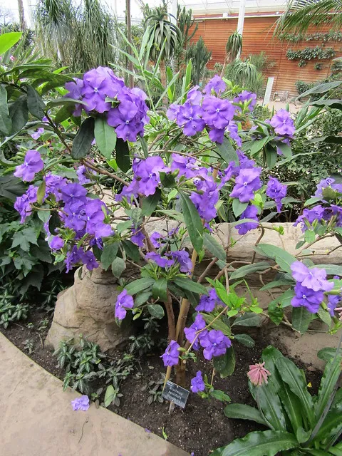 Brunfelsia pauciflora ‘Macrantha’ — katalog fotoğrafı