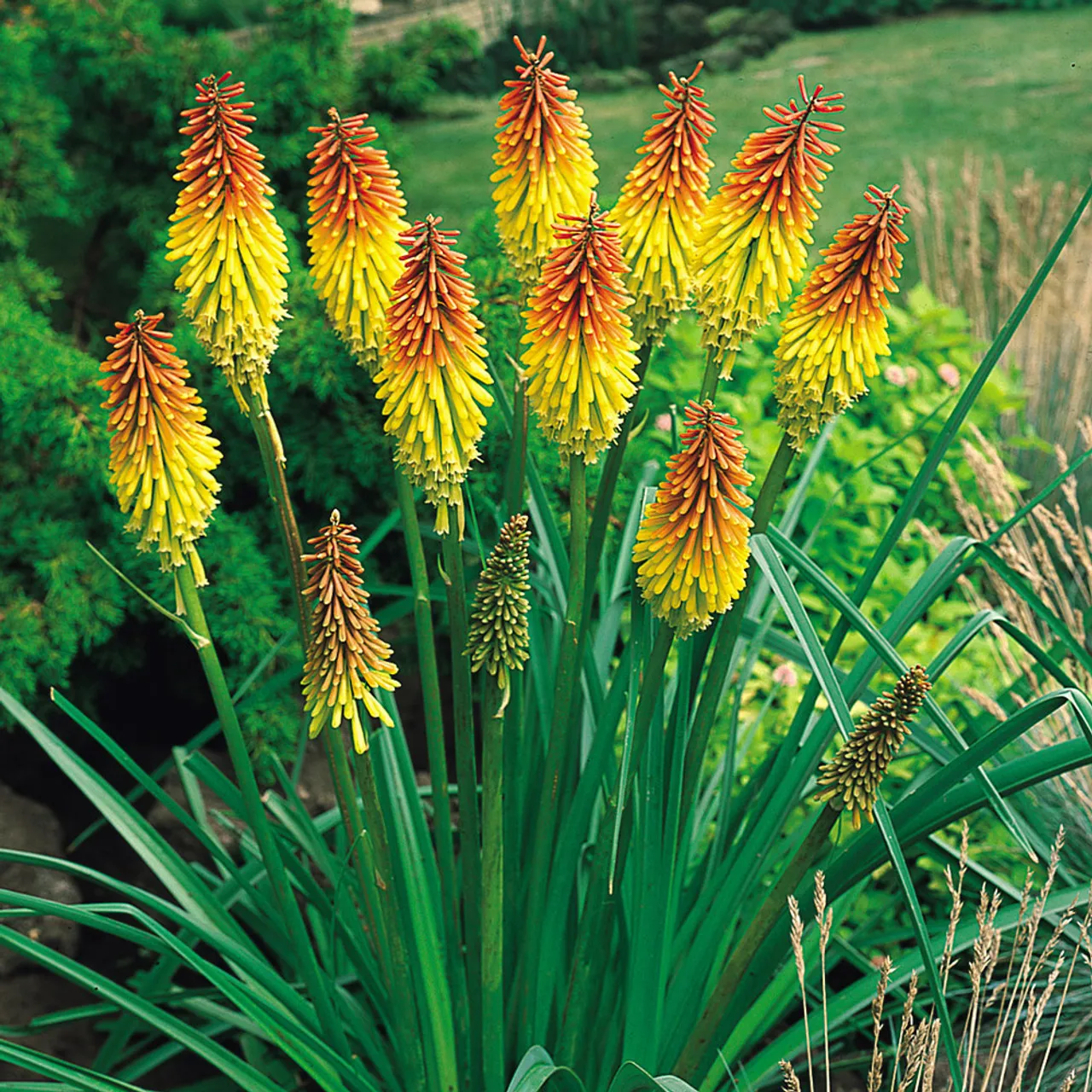 Kniphofia uvaria — katalog fotoğrafı