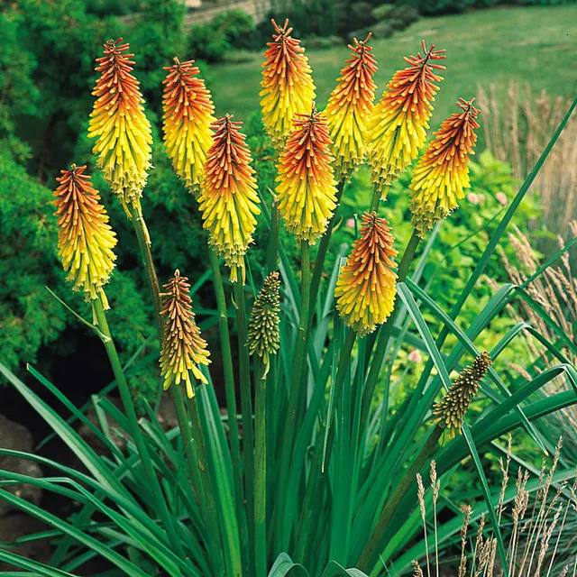 Kniphofia uvaria — katalog fotoğrafı