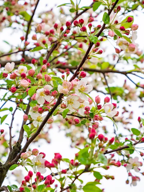 Malus ‘Evereste’ — katalog fotoğrafı