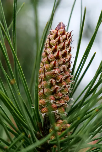 Pinus pinaster — katalog fotoğrafı