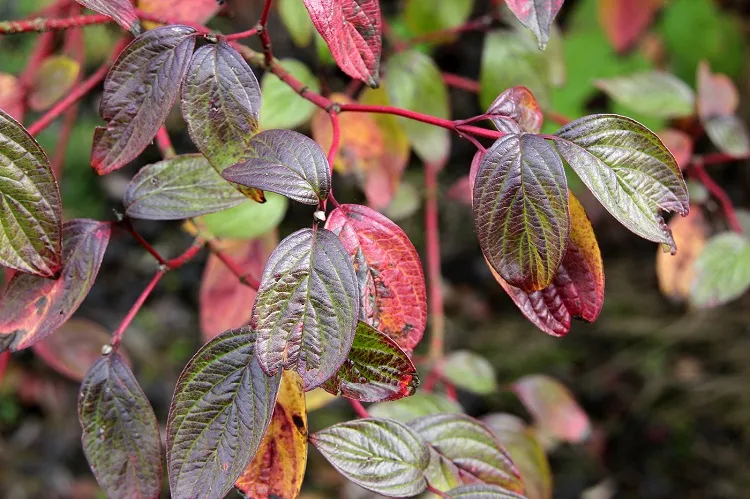 Cornus alba ‘Sibirica’ — katalog fotoğrafı