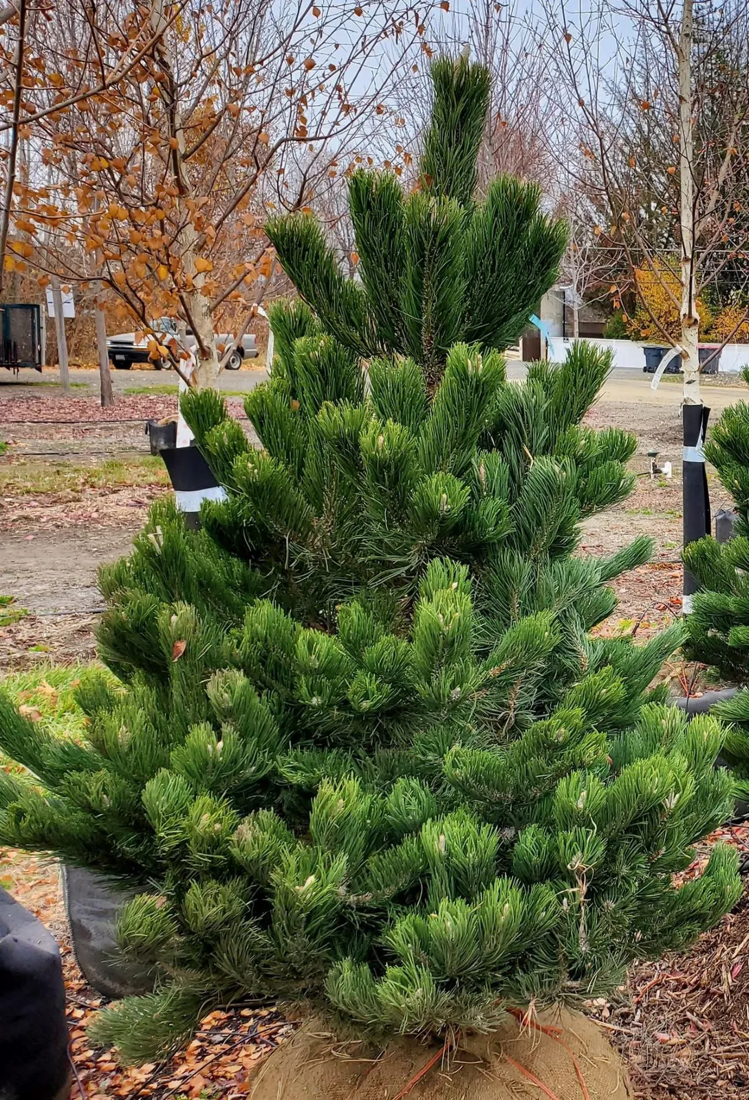 Pinus nigra ‘Oregon Green’ — katalog fotoğrafı