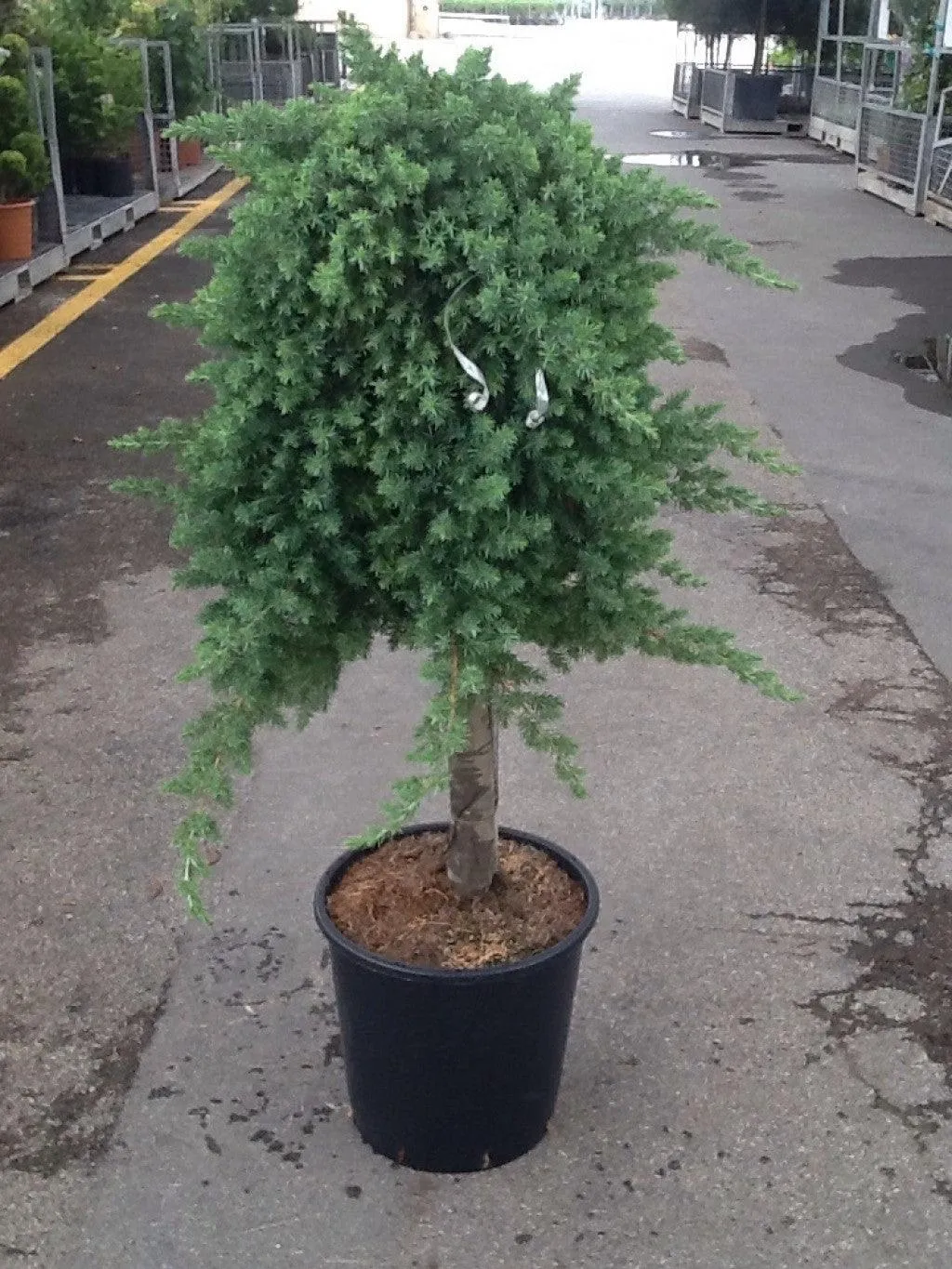 Juniperus conferta ‘Blue Pacific’ — katalog fotoğrafı
