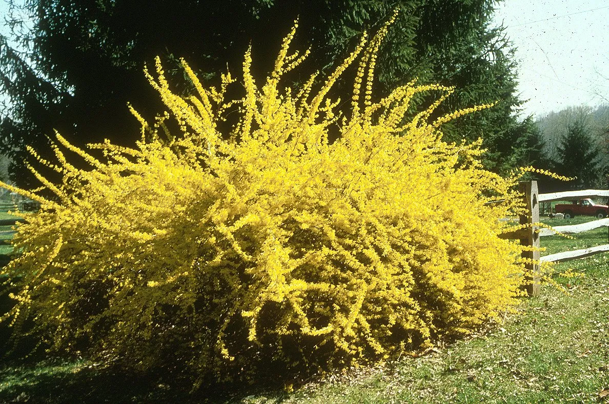 Forsythia × intermedia ‘Lynwood’ — katalog fotoğrafı