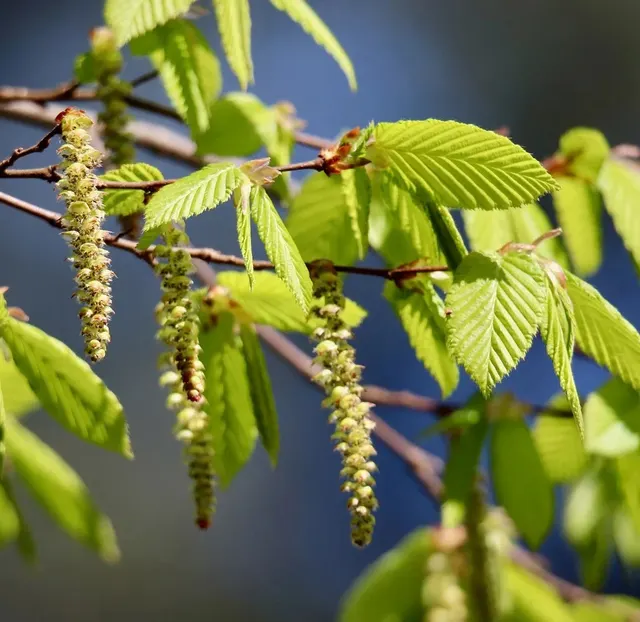Carpinus betulus — katalog fotoğrafı