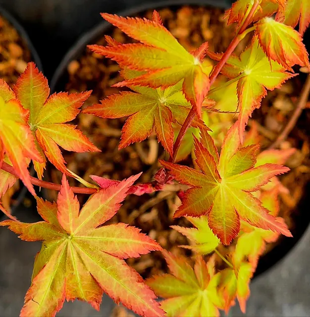 Acer palmatum ‘Summergold’ — katalog fotoğrafı
