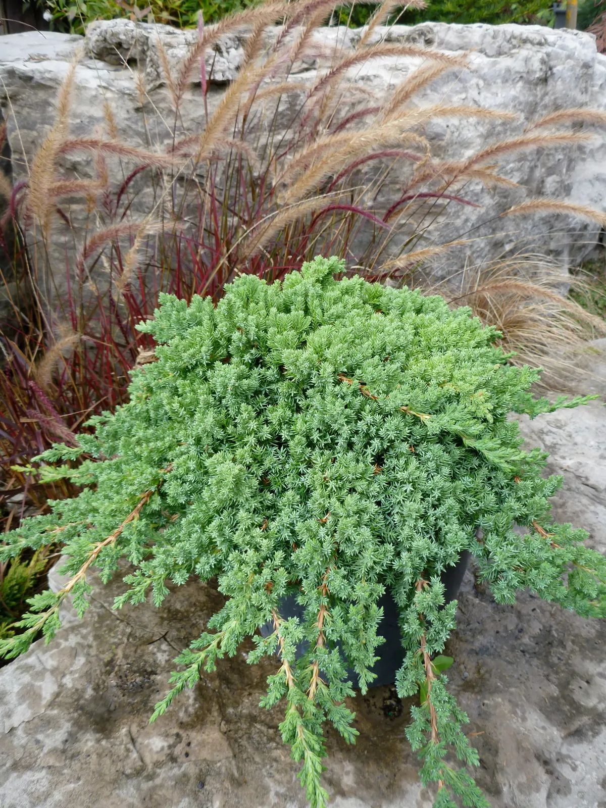 Juniperus procumbens ‘Nana’ — katalog fotoğrafı