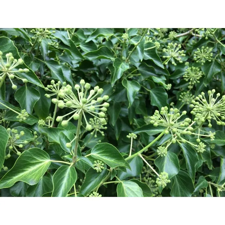 Hedera helix ‘Arborescens’ — katalog fotoğrafı