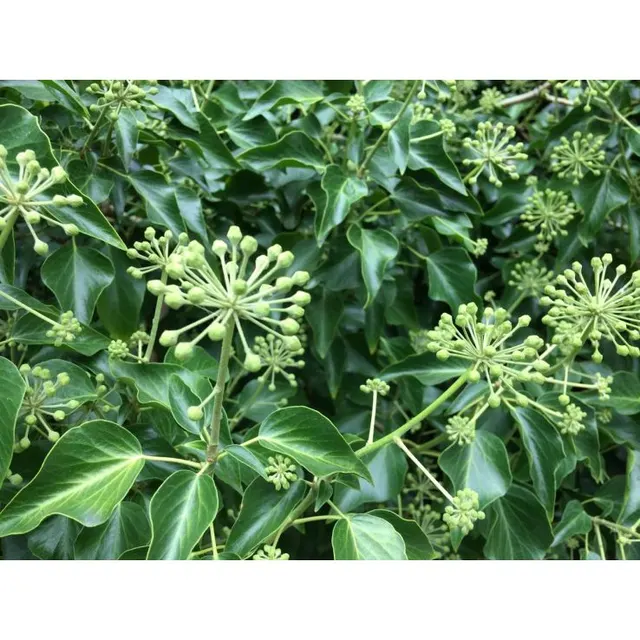 Hedera helix ‘Arborescens’ — katalog fotoğrafı