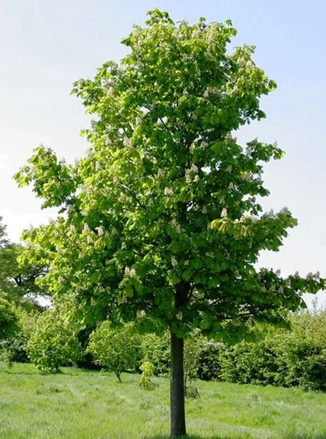 Aesculus hippocastanum ‘Baumannii’ — katalog fotoğrafı
