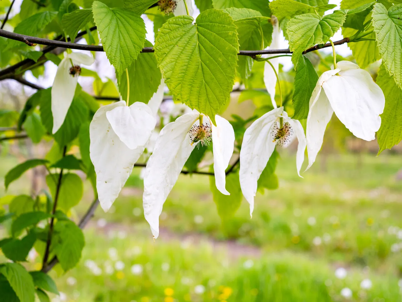 Davidia involucrata — katalog fotoğrafı