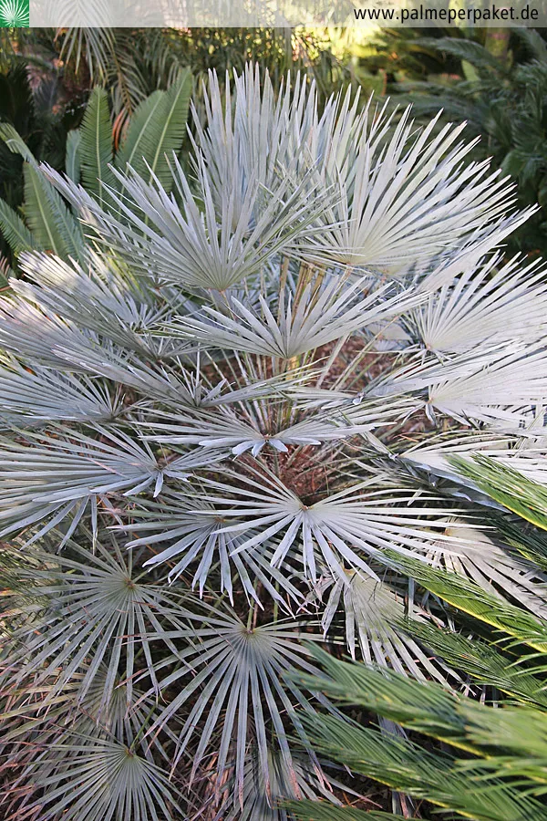 Chamaerops humilis ‘Glauca’ — katalog fotoğrafı