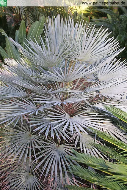 Chamaerops humilis ‘Glauca’ — katalog fotoğrafı