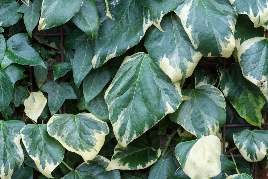 Hedera colchica ‘Dentata Variegata’ — katalog fotoğrafı