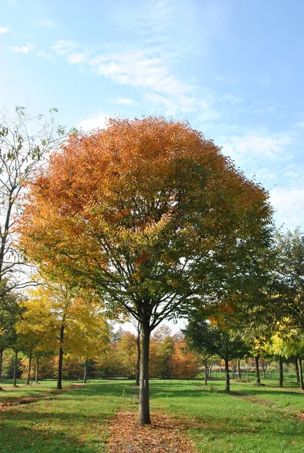 Zelkova serrata ‘Green Vase’ — katalog fotoğrafı
