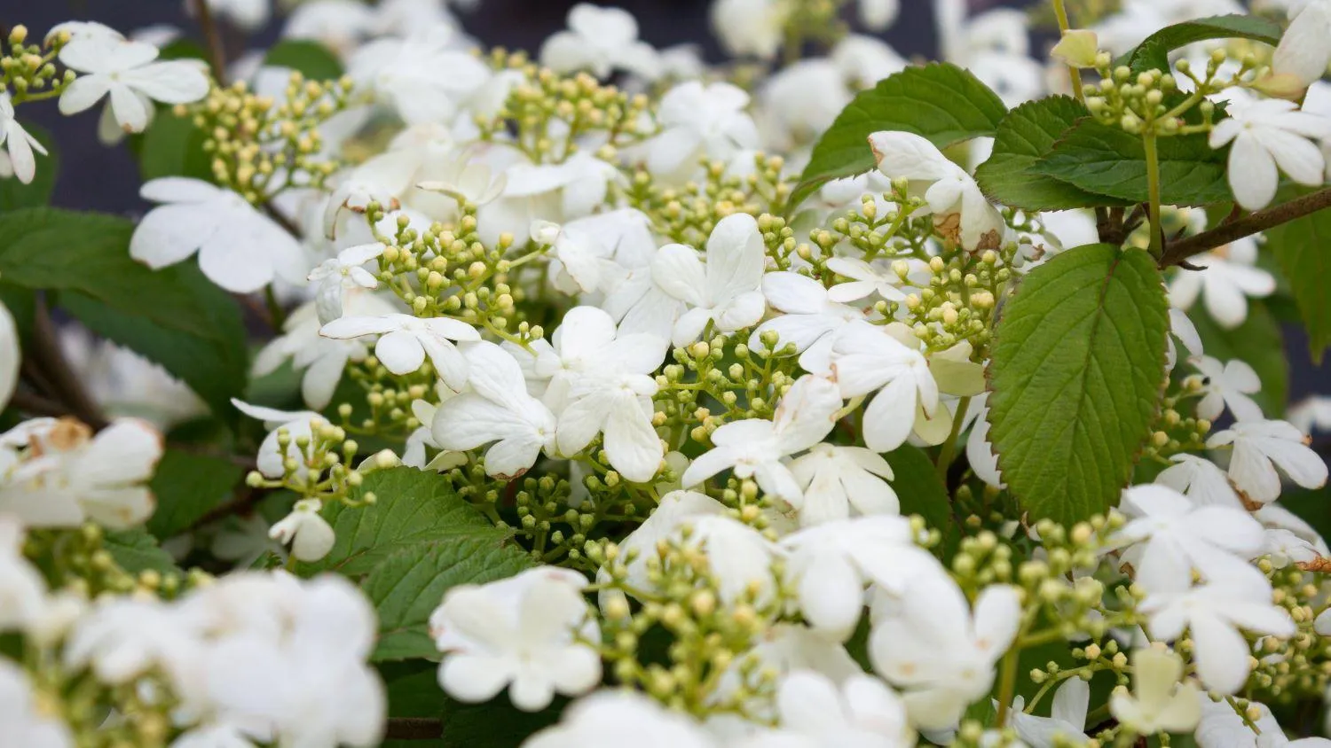 Viburnum plicatum ‘Watanabe’ — katalog fotoğrafı