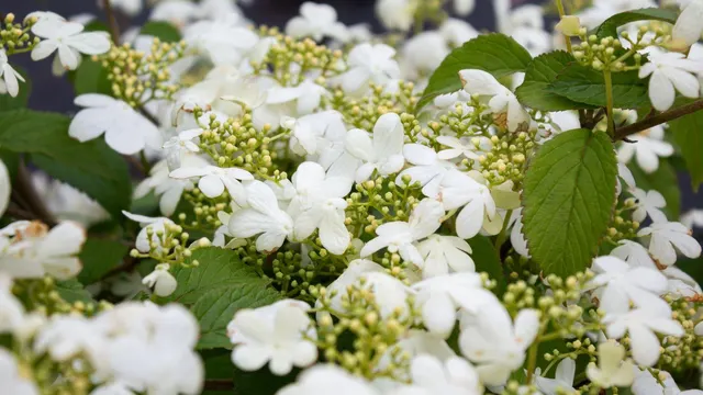Viburnum plicatum ‘Watanabe’ — katalog fotoğrafı