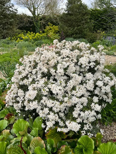 Choisya × dewitteana ‘White Dazzler’ — katalog fotoğrafı