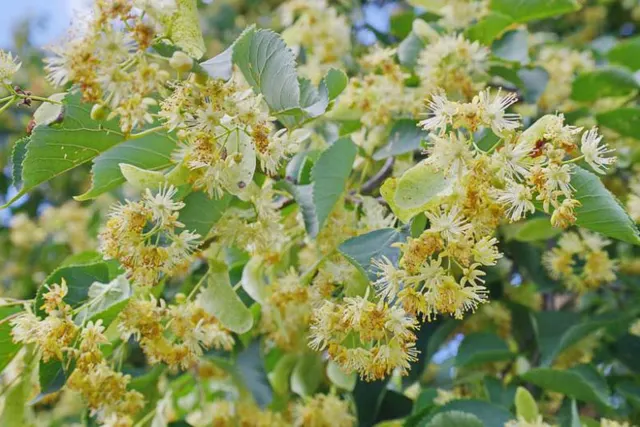 Tilia × euchlora — katalog fotoğrafı