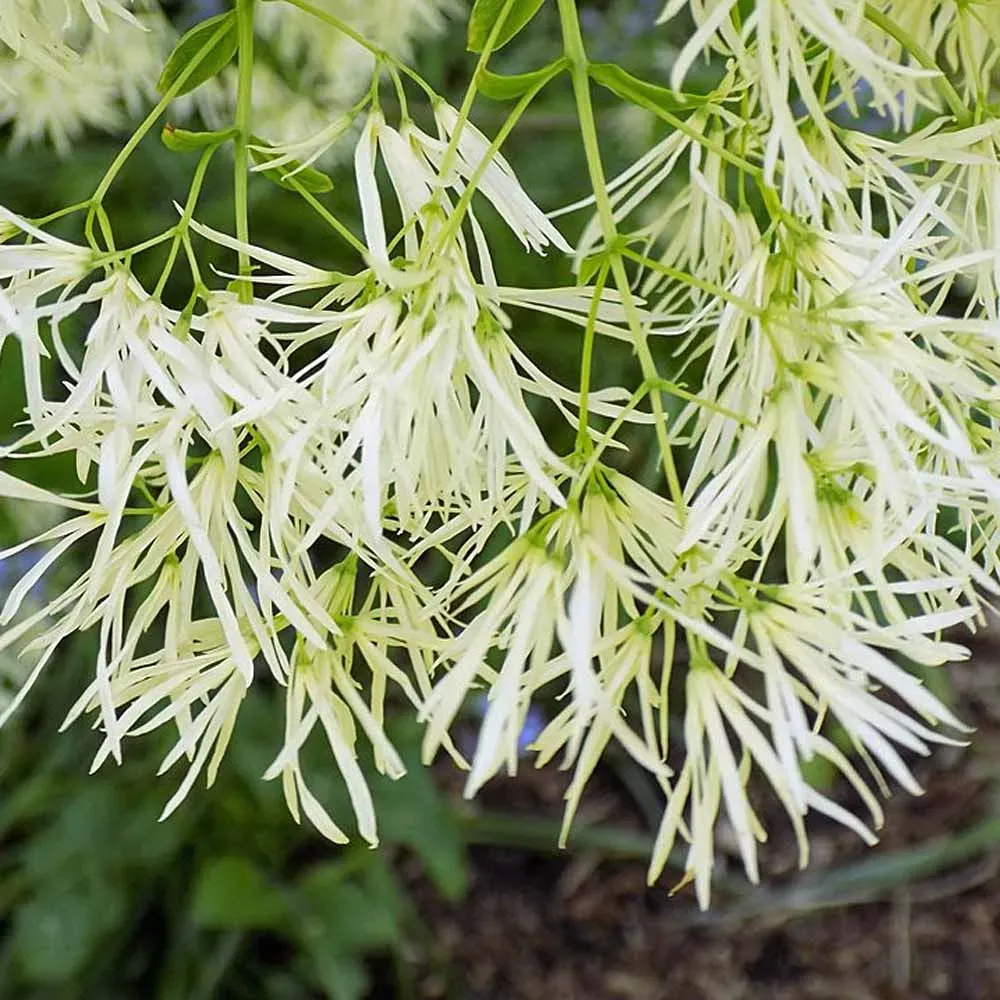 Chionanthus virginicus — katalog fotoğrafı