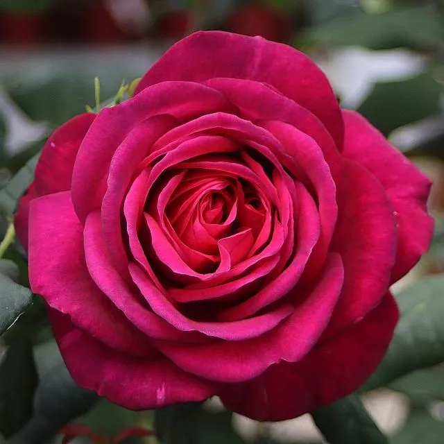 J. W. von Goethe Rose® — katalog fotoğrafı