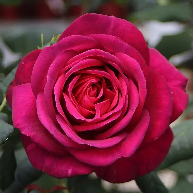 J. W. von Goethe Rose® — katalog fotoğrafı