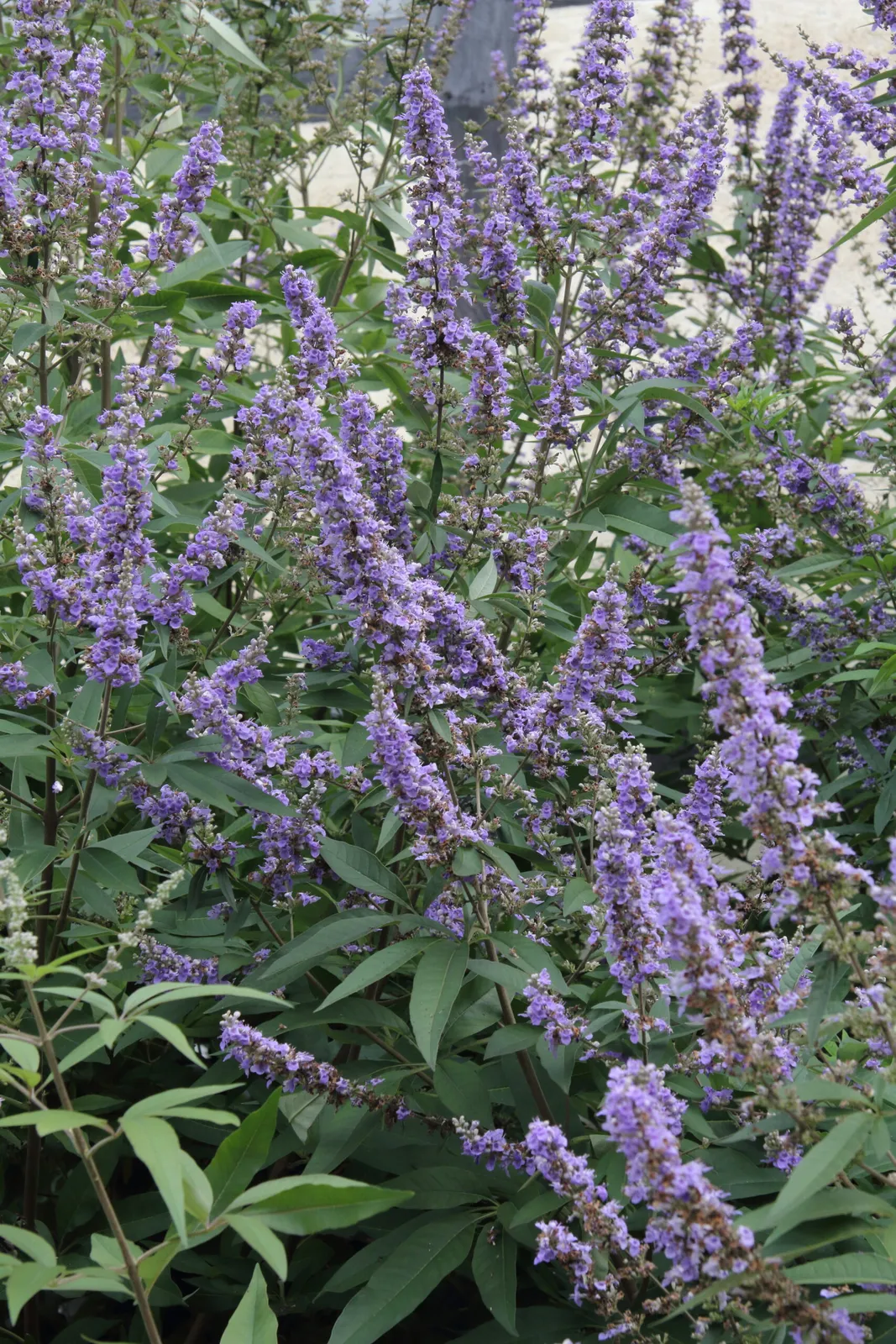 Vitex agnus-castus ‘Latifolia’ — katalog fotoğrafı