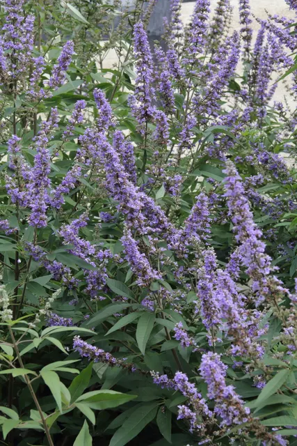 Vitex agnus-castus ‘Latifolia’ — katalog fotoğrafı