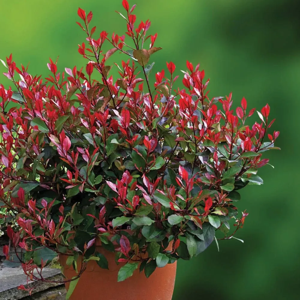 Photinia × fraseri ‘Nana’ — katalog fotoğrafı