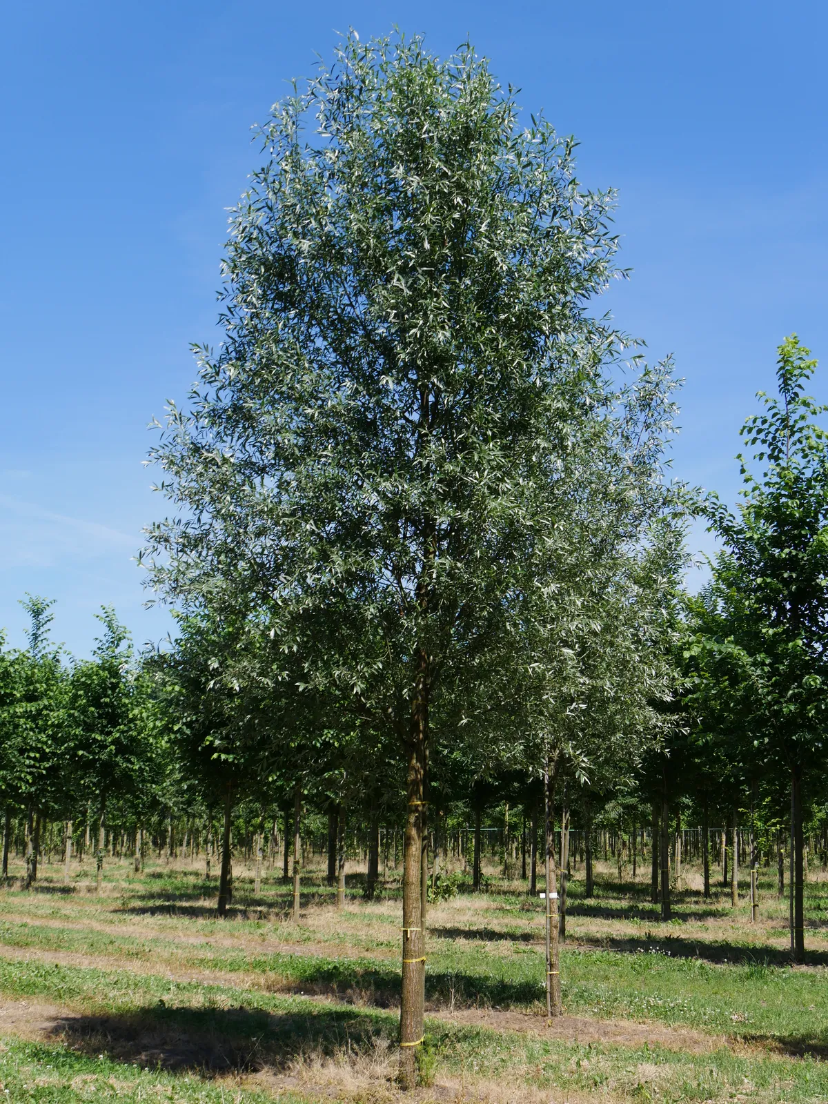 Salix alba — katalog fotoğrafı