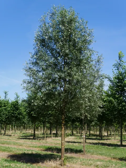 Salix alba — katalog fotoğrafı