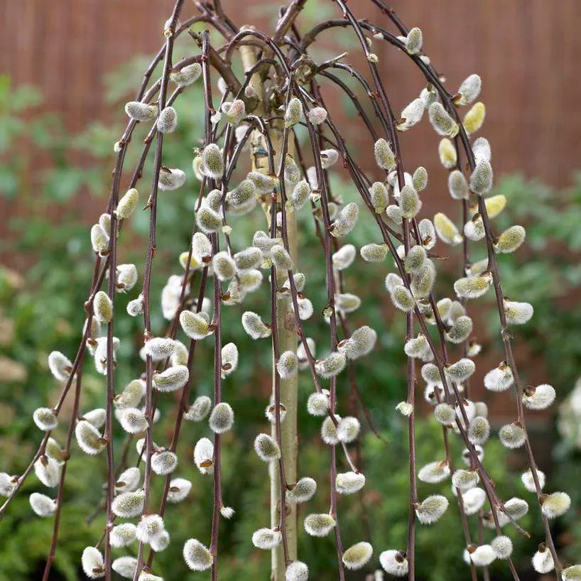 Salix caprea ‘Kilmarnock’ — katalog fotoğrafı