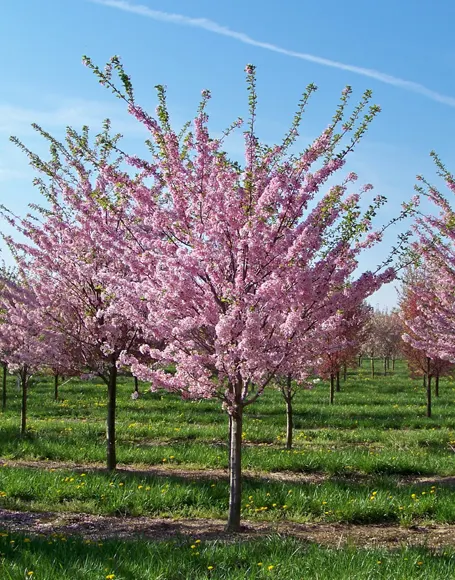 Prunus persica — katalog fotoğrafı