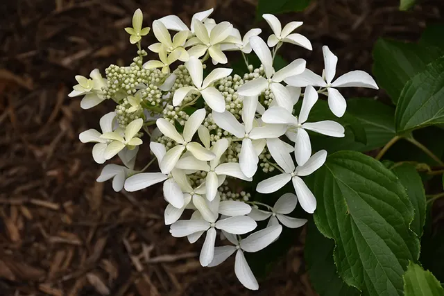 Hydrangea paniculata ‘Great Star’ — katalog fotoğrafı