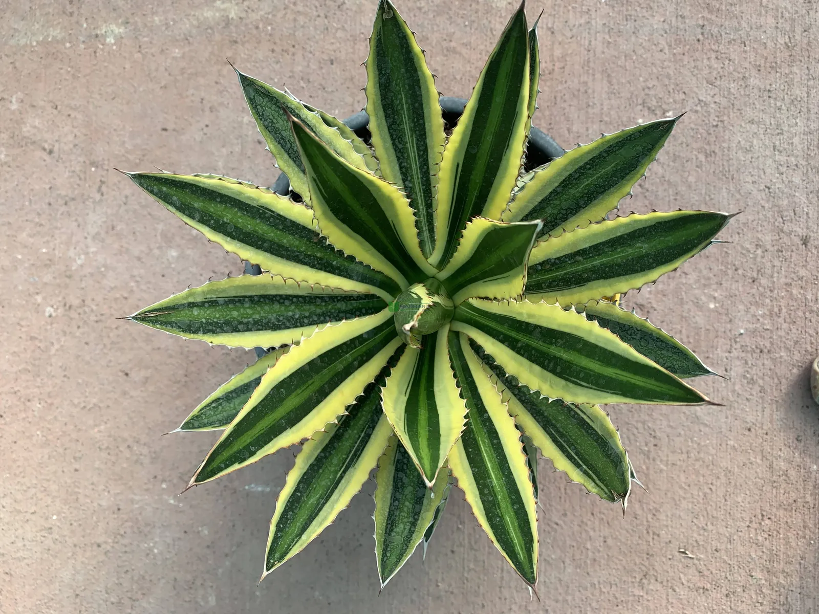 Agave lophantha — katalog fotoğrafı