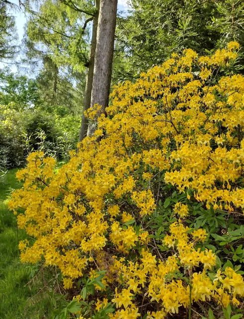 Rhododendron luteum — katalog fotoğrafı