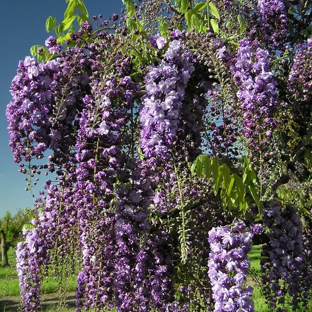 Wisteria floribunda ‘Black Dragon’ — katalog fotoğrafı