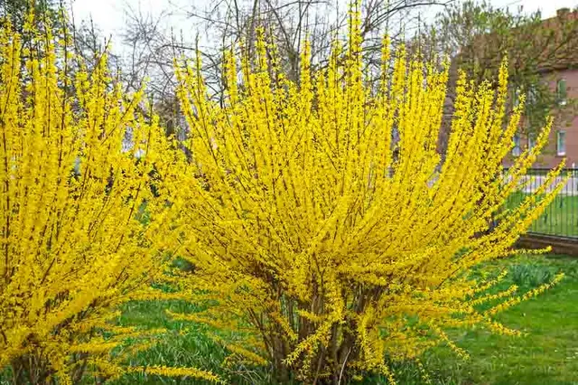 Forsythia × intermedia — katalog fotoğrafı