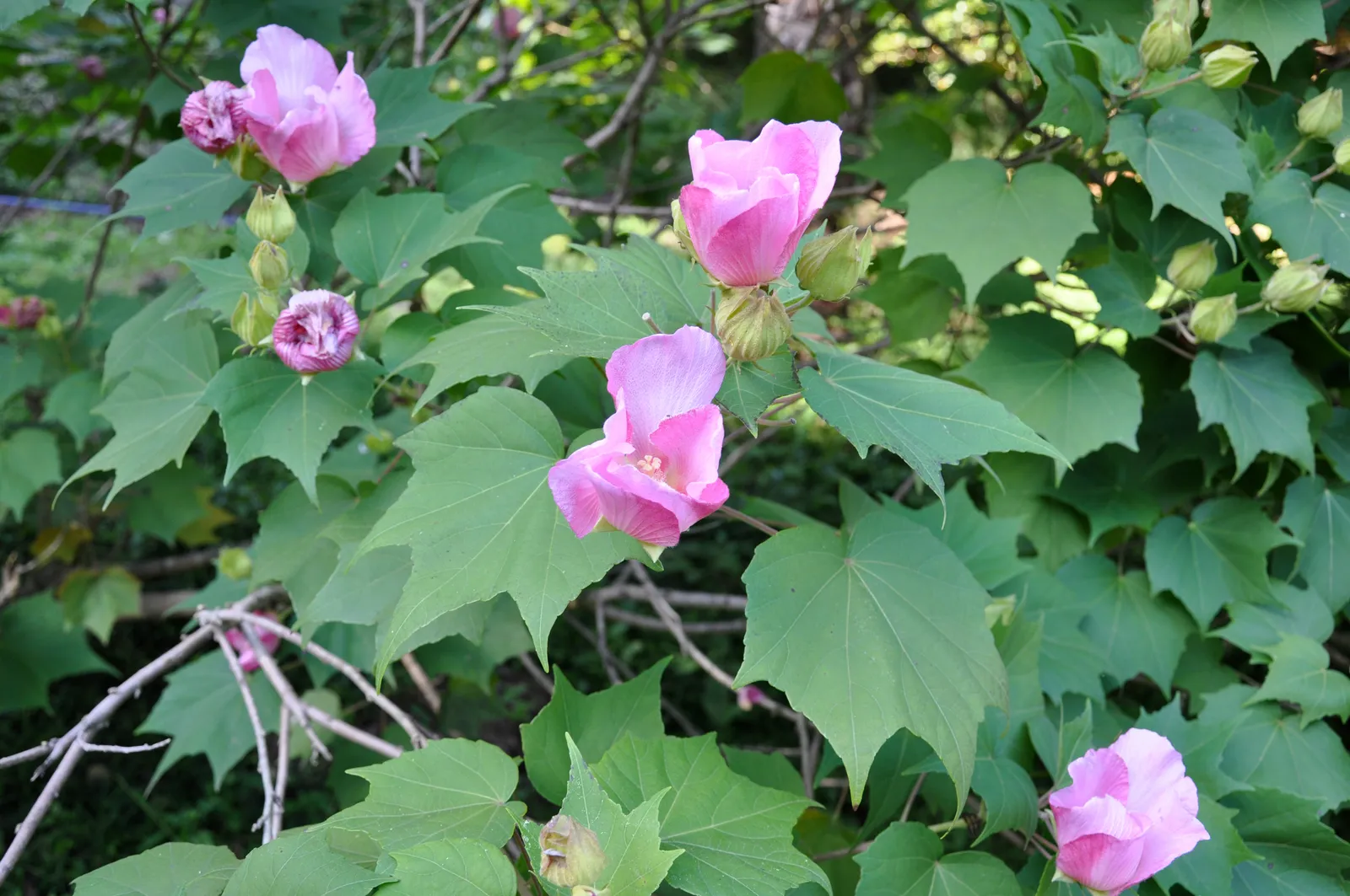 Hibiscus mutabilis — katalog fotoğrafı