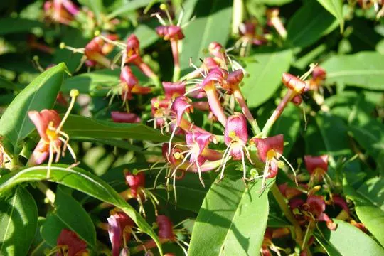 Lonicera henryi — katalog fotoğrafı